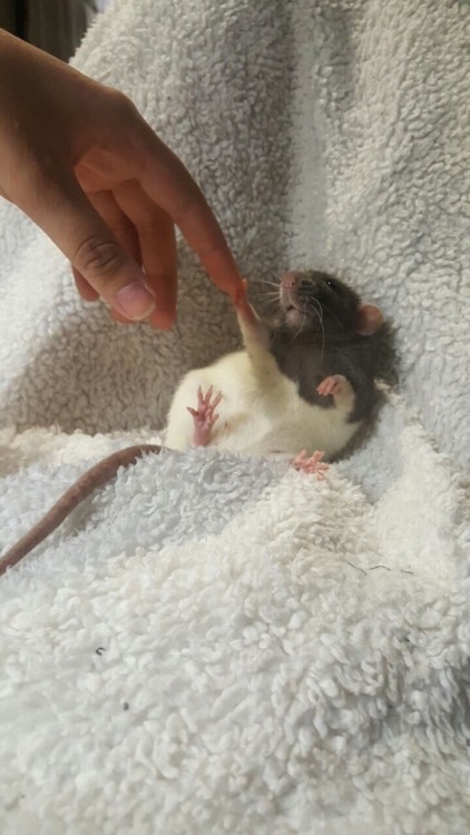ratpotatoes: Creation of rat! Rat featured: Noodle from the Hart Rattery!!!
