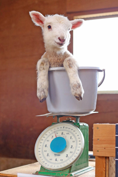 awesome-picz:Animal Care Workers Reveal How They Weigh Their Little Pals In  Cute