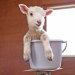 awesome-picz:Animal Care Workers Reveal How They Weigh Their Little Pals In  Cute
