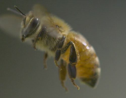 milkywayrollercoaster:  Beeweb