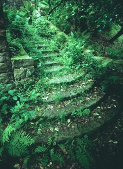 psychedelicatessenn:  stairway to heaven 