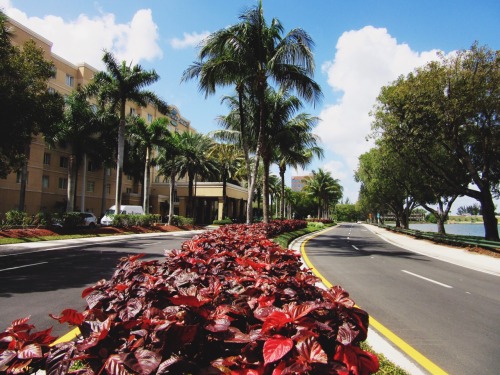 Sex delamind:Miami Streets 🌴🌴🌴Photography pictures