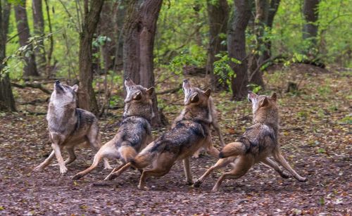wolveswolves: By Robert Plattner barbershop quartet&hellip;&hellip;