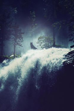 plasmatics-life:  Wolf in the Mists ~ By