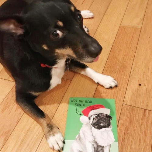 Shhhhh…Lulu still believes. #DogsofHallmark