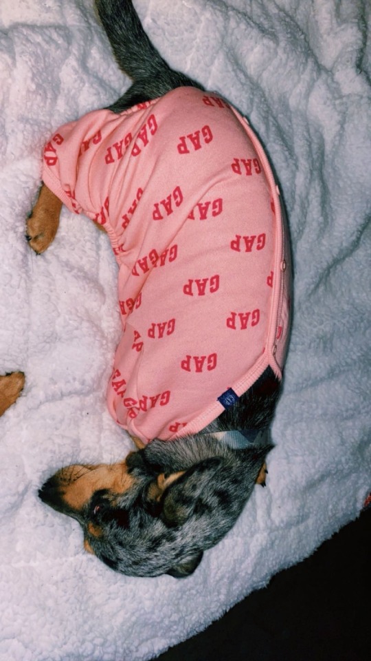 Firstly How Are Chihuahuas? They Get A Pretty Bad Rep In The Dog Lover Community So I Gotta Know If Its