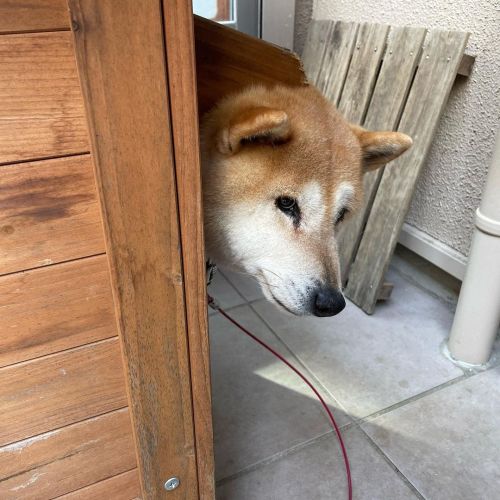 お散歩行く？ #dog #doge #shiba #shibe #shibainu #shibastagram #komugi #柴犬 #赤柴 #しばいぬ #柴犬の小麦さん #14歳  https:/