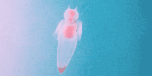 that-science-bitch:  The Sea Angel (Gymnosomata) Is porn pictures
