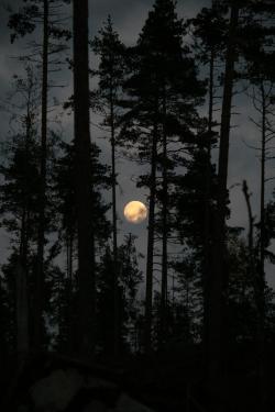 heyfiki:  Forest Moon 