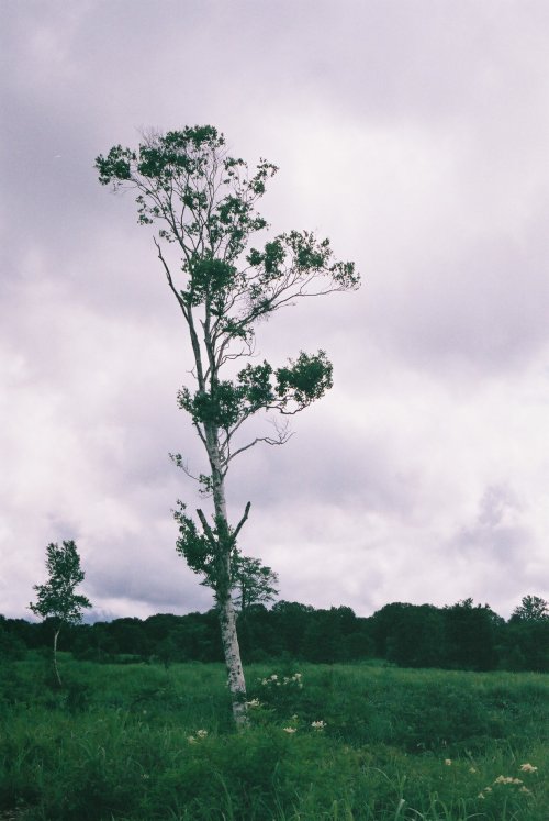 Cloudy white birch