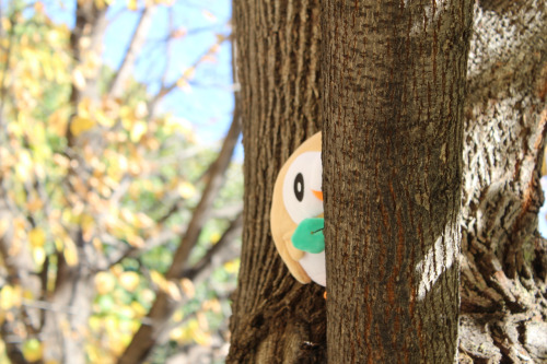 Rowlet up in trees