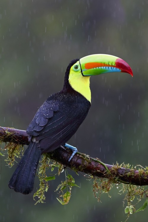 beautiful-wildlife: Keel-billed Toucan - Costa Rica by © Jim Cumming