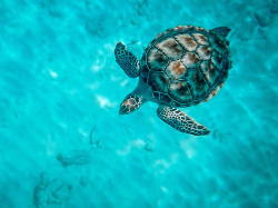 drxgonfly:  Barbados - Hawksbill Sea Turtle