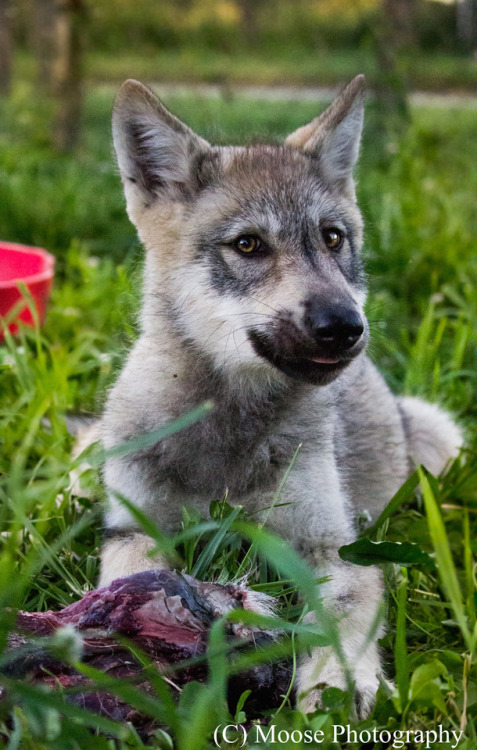 Sparrow is now 9.5 weeks old! Her and her brothers are growing up so fast and are almost completely 