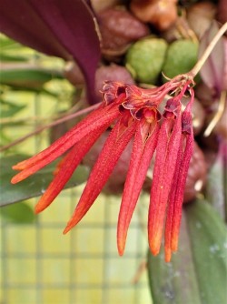 orchid-a-day:  Bulbophyllym thaiorumSyn.: Cirrhopetalum papillosum; Bulbophyllum papillosum; Bulbophyllum thailandicumJuly 10, 2018 