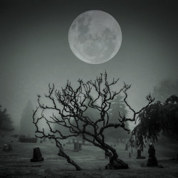 slobbering:  Moon by Lockstockphoto