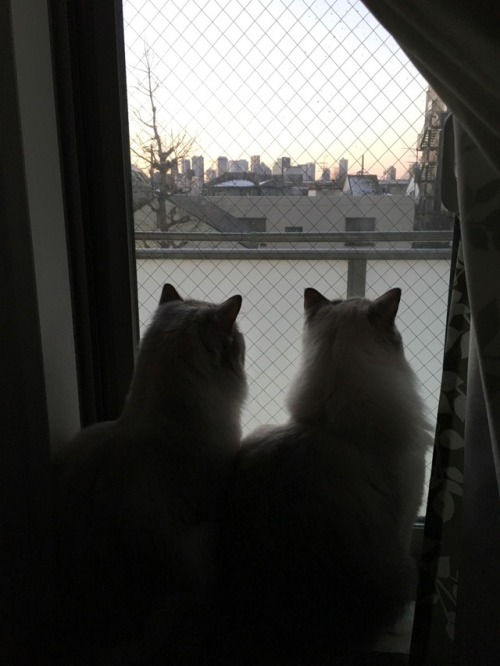 My cats. Milk and Sugar. They are looking for something. What are you looking for? Please tell me.
