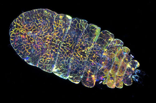 beautymagnified: ftcreature: The Featured Creature: Sea Sapphire: the Most Beautiful Animal You&rsq