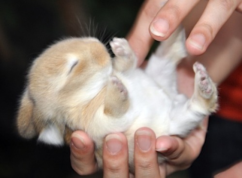Baby bunny :) #reviews