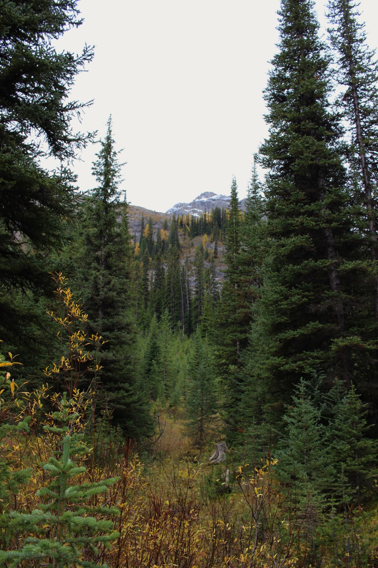 nouveau-deer:  Up From Here  | Danielle Gervais    