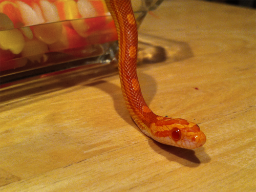 toothpaste-face:  mayzie you’re a corn-snake not a candy-corn-snake get it together 