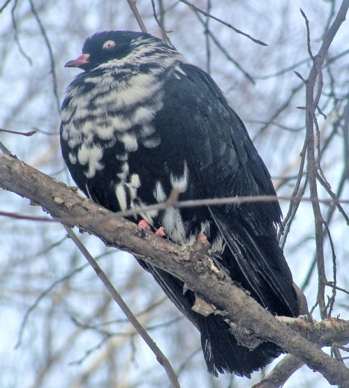 pus-prince: quock-ko: Pigeons and branches. FUCKING LOOK AT THEM