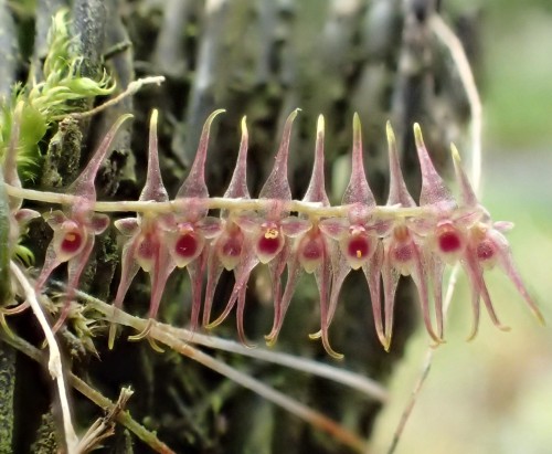 orchid-a-day:Lepanthopsis acuminataOctober 23, 2020 