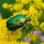 junebugmus1c