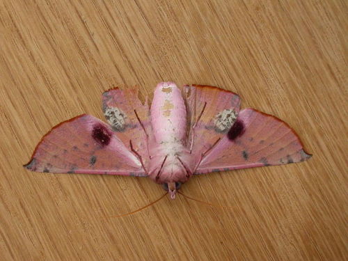 cool-critters:  Pink-bellied moth (Oenochroma vinaria)The pink-bellied moth is a moth of the family Geometridae. It is found in most of Australia.The wingspan is 50–70 mm.photo credits:   	Victor Fazio, Donald Hobern