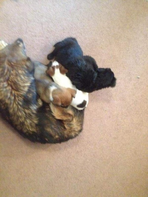 Might be getting a puppy tomorrow haha, this is the brother I met on a delivery to my friends house but I want the brown and white one (mostly brown one not mostly white one)