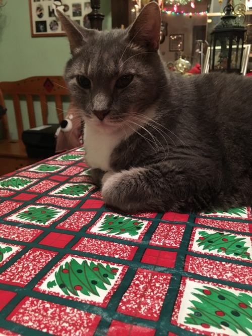 triestoohard:Merry Christmas Eve from my cat chip.