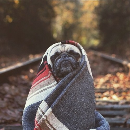 ilovepugs4ever:  Follow Dog Quotes. 