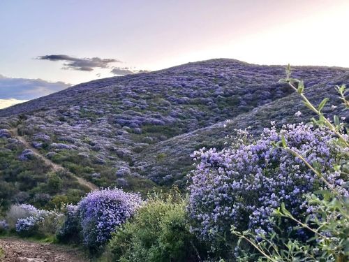 A Field Of California Lilac (saship Or Ba-kam’ Kǎ-lǐ’) Living On The Black Mountain Preserve, Taken