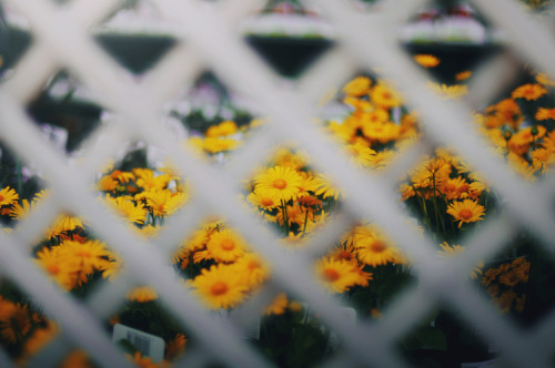 definitelydope:  By Ella Ruth 
