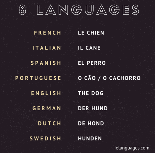 ielanguages: O cão is European Portuguese; o cachorro is Brazilian Portuguese.
