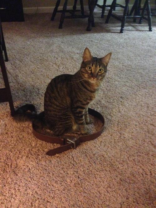 thetallesthobbit:  catsbeaversandducks:  Cat Circles, the amazing phenomenon in which a cat will deliberately sit in a circle on the floor. Photos via Reddit  I don’t think that last one is a cat 