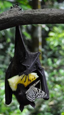 moniquill:  Butterfly mooching off bat’s delicious fruit. I see you. 