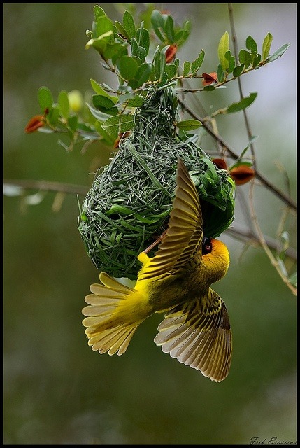 Make way for mating season (a Speke’s Weaver constructs its elaborate nest in the