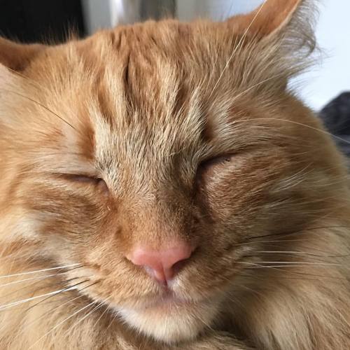 illrivermuzic:Sunday morning with Farofa…he totally has the right idea.#farofa #farofathecat #folex 