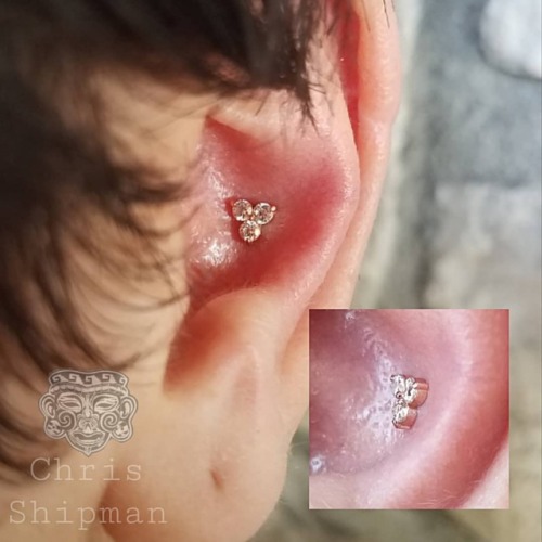 Fresh conch piercing with a cute little 18k rose gold trio from @anatometalinc. Im piercing @shamanm