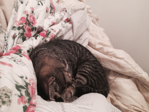 necrophilofthefuture:hrrmmm:necrophilofthefuture:I found an abandoned kitten a few days ago. From he