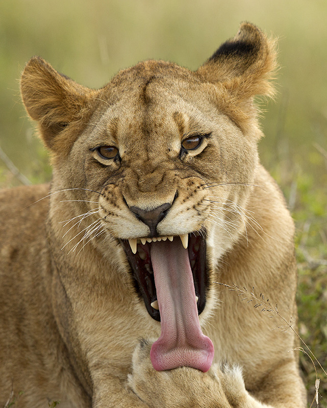 animalkingd0m:  Tongue and Groove by Loretta Steyn