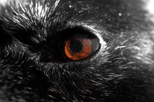 Eye of dog. 