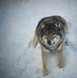 wolfsheart-blog: Ice Eyes Wolf by Emeeeliiie.