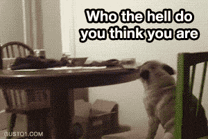 the-personal-quotes:  feeling sad? look at this baby animal blog!