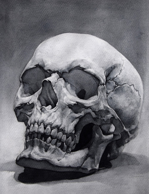 Skull Study byThibault Savary