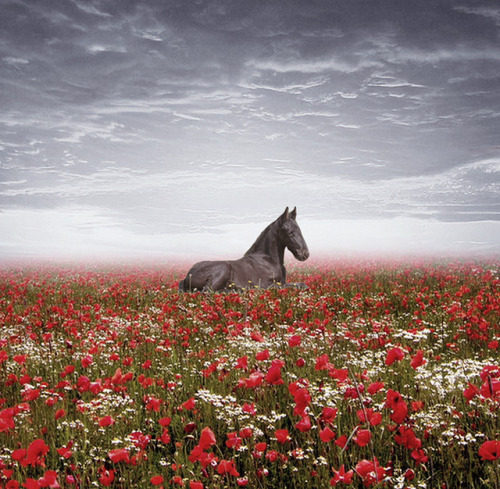 “The air of heaven is that which blows between a horse’s ears.” An Arabian proverb