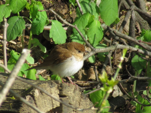 A few birds I saw this morning in the woods at the end of town: ovenbird, an American redstart, and 