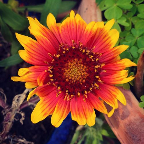 Second Year Clearance Rack Plant #Rescue #Plantsofinstagram #Flowersofinstagram #Flowerphotography