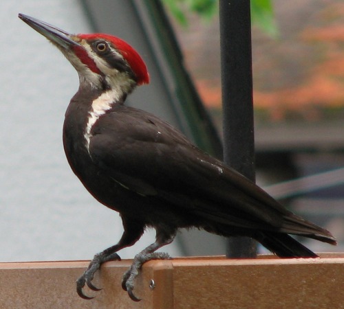 cool-critters: Pileated woodpecker (Dryocopus pileatus) The pileated woodpecker is a woodpecker native to North America. This insectivorous bird is an inhabitant of deciduous forests in eastern North America, the Great Lakes, the boreal forests of Canada,